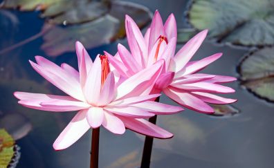 Water lilies, flowers of lake