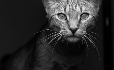 Cat animal muzzle, monochrome