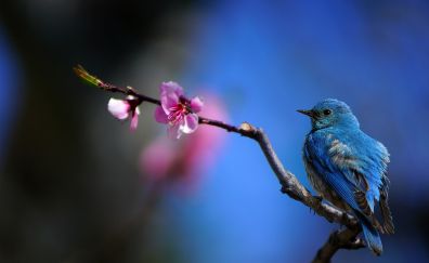 Bluebird, close up, tree branch, bloom