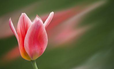 Tulip red flower, blossom