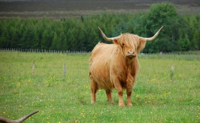 Cow, Scotland cattle, landscape, horns