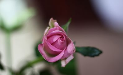 Pink flowers, rose bud