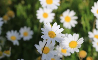 Flowers farm, daisy, white flower, spring