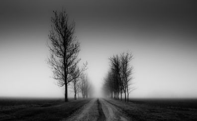 Monochrome road and tree 