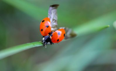 Ladybug, beetle, insects, close up