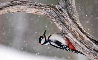 Woodpecker, bird, tree trunk, winter