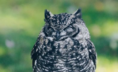 Closed eyes of Owl Bird