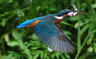 Kingfisher, fishing, flying