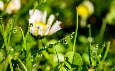 Dewdrop, drop, grass, plants, morning