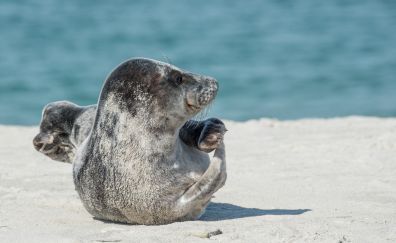 Grey seal, animal, play, happy