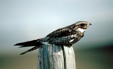 Nighthawk bird, predator
