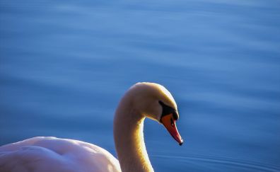 Swan, white bird, lake