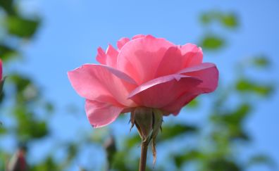 Petals, close up, pink rose, flower