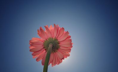 Daisy flower, bottom view, sky