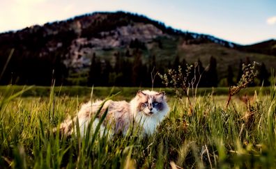 Cat, blue eyes, grass, landscape, outdoor