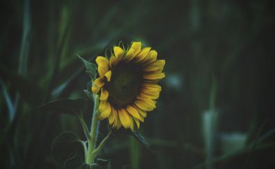 Sunflowers, blur, close up