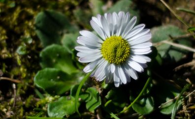 White daisy, flower, garden