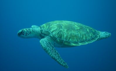 Turtle, diving, sea, underwater