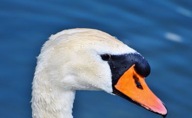 White swan, head, beak, drops