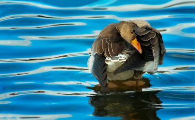 Duck bird in pond