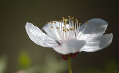 White flower, pollen, petals, close up