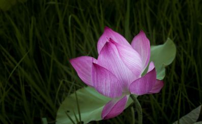 Pink lotus, grass, beautiful flower