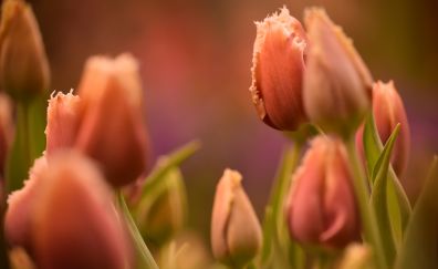 Orange tulips, flowers farm, spring, buds