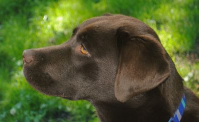 Labrador Retriever, dog, pet, muzzle