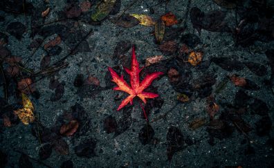 Leaf, single, fall, autumn, 5k