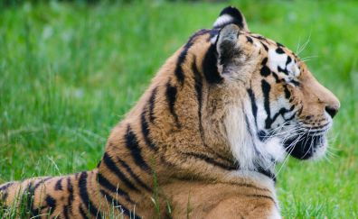 Tiger, sitting, grass, predator, big cat