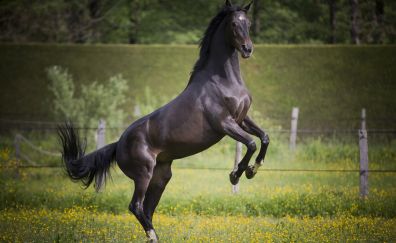 Black horse, jump, animal, meadow