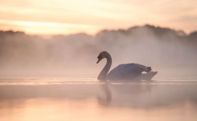 White, swan, bird, fog, swim, lake, reflections