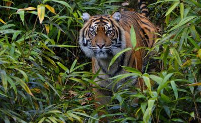 Predator, tiger's walk, stare, forest