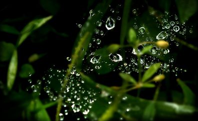 Water drops, leaves, close up, blur