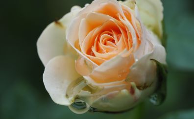 Orange white rose, flower, close up