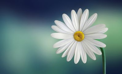 Daisy, white flowers, close up