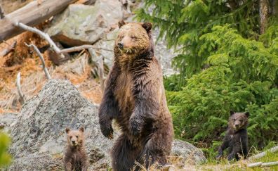 Bear, predator, family, furry animals
