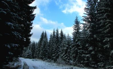 Winter's day, road, tree, 4k