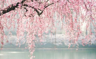Japan, cherry blossom, tree, flowers