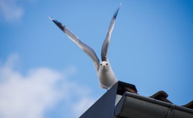 White bird, seagull, wings, 5k