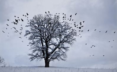 Tree, winter, birds and snow