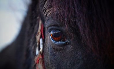 Horse head, eyes, close up