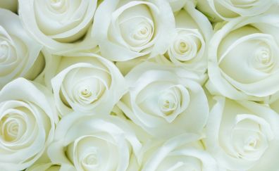 White roses, flowers, close up