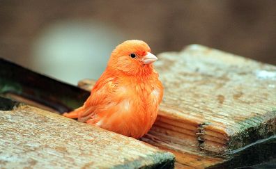 Bird, orange bird, cute