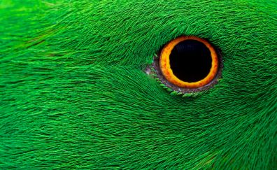 Green parrot, eye, close up, 5k