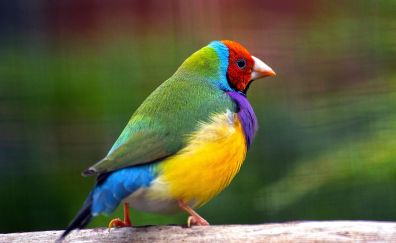 Gouldian finch bird, colorful