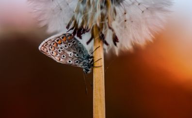 Butterfly, dandelion, close up, 5k