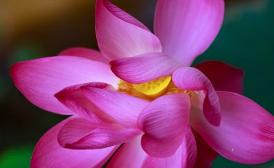 Lotus, pink flowers, close up, petals, bloom, 5k