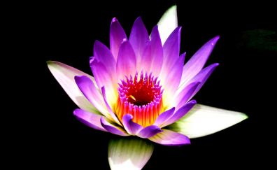 Water lily, purple white, flowers, bloom