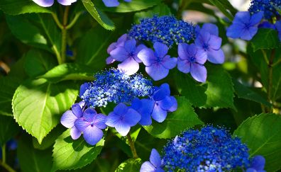 Hydrangea, blue flowers, blossom, leaves
